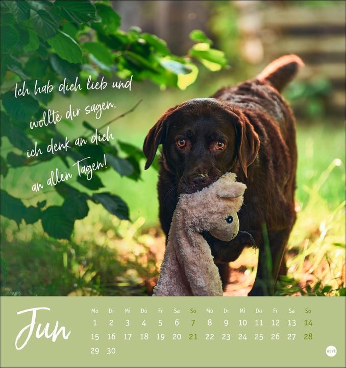 Actual product image Ziemlich beste Freunde Postkartenkalender 2026 - Für immer dein (Hardcover, German)