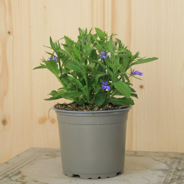 Produktbild Säntispracht 4 er Set, Männertreu - Lobelia erinus Blue (25 cm)