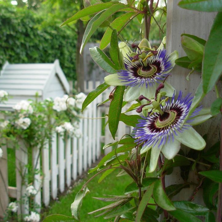 Produktbild Plant in a Box Passiflora caerulea - 2er-Set Passionsblume (110 cm)