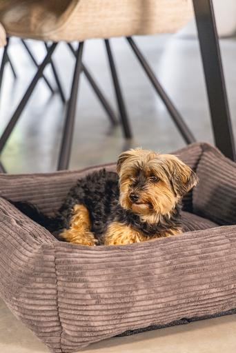 Actual product image Designed by Lotte Ribbed (Dog)