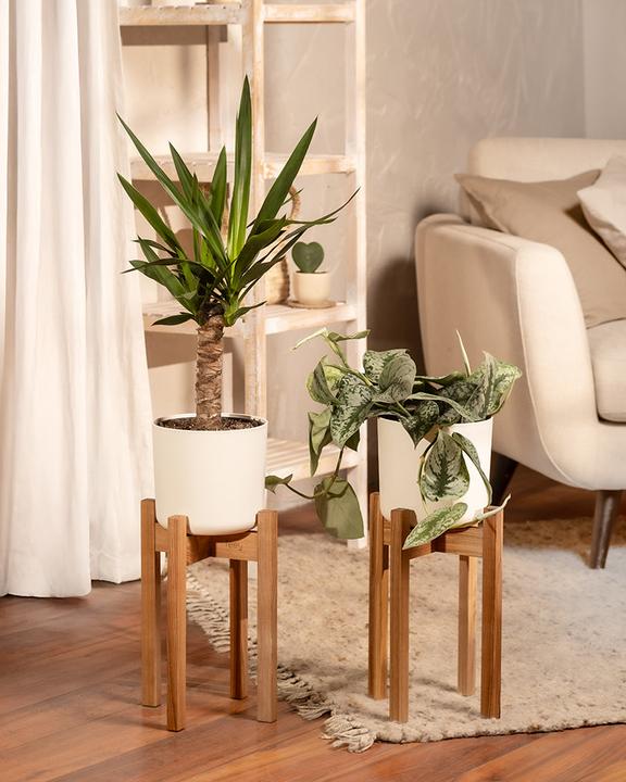 Image du produit feey Yucca (70 cm, Fraîchement rempotés)