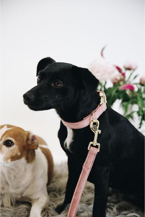 Produktbild Kentucky Dogwear Hundeleine Velvet (L, Hund)