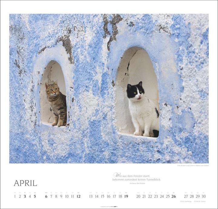 Produktbild Katzen - Diven auf Samtpfoten Kalender 2026 (48 x 46 cm, Deutsch, Englisch)