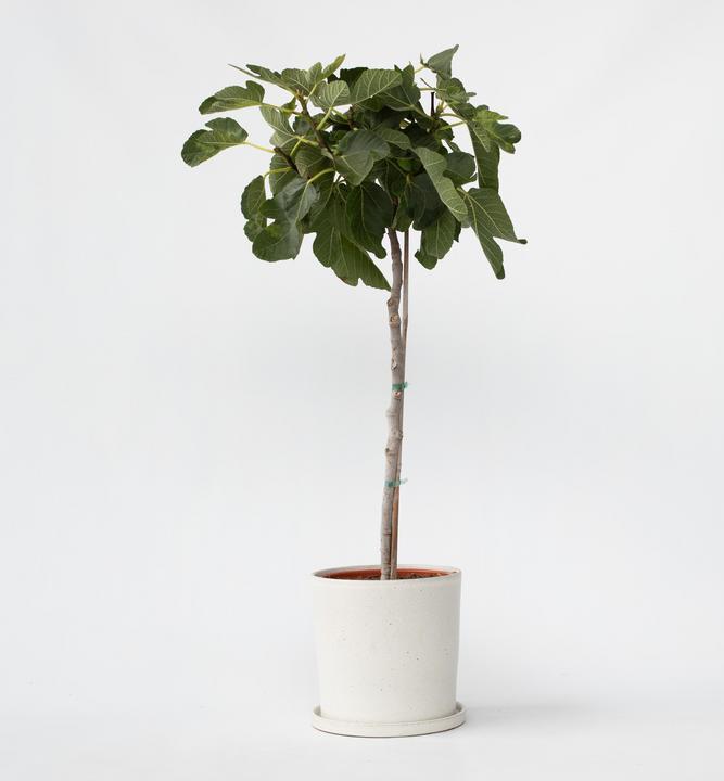 Produktbild Plant in a Box Ficus Carica - Feigenbaum (70 cm)
