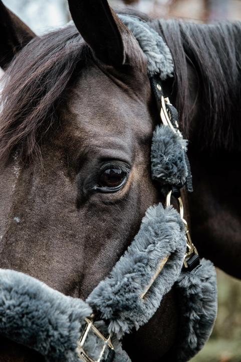 Produktbild Kentucky Horsewear tragehalfter schaf