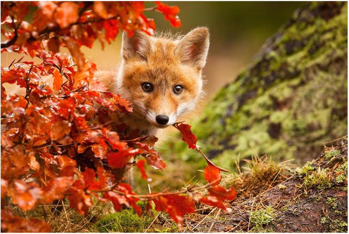 Produktbild Bilderwelten Fuchs im Herbst (432 x 290 cm)