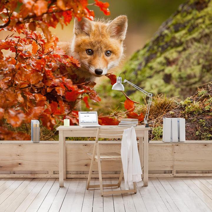 Produktbild Bilderwelten Fuchs im Herbst (432 x 290 cm)
