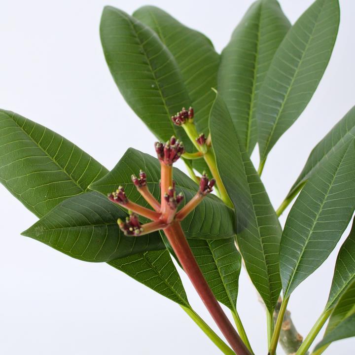 Produktbild Plant in a Box Plumeria Frangipani Pearl - Hawaii pflanze (70 cm)