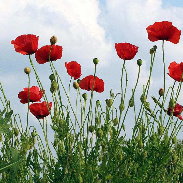 Produktbild Plant in a Box Papaver Orientale - 20er-Set Mohnblumen (10 cm)