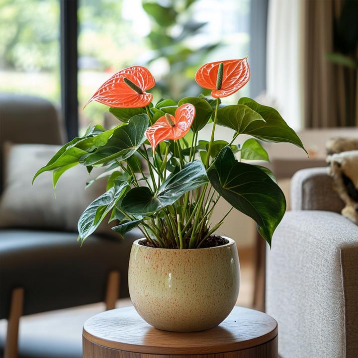 Immagine prodotto Plant in a Box Anthurium 'Madural Orange' - (55 cm)