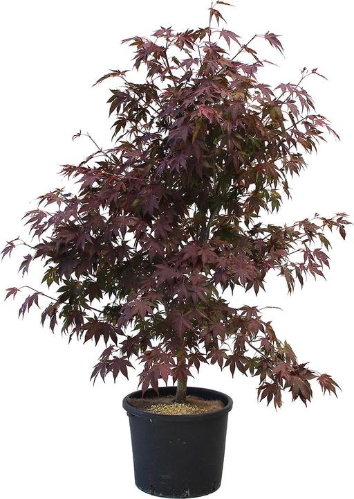 Produktbild Zulauf Japanischer Fächer-Ahorn / Acer palmatum 'Atropurpureum' (125 cm)