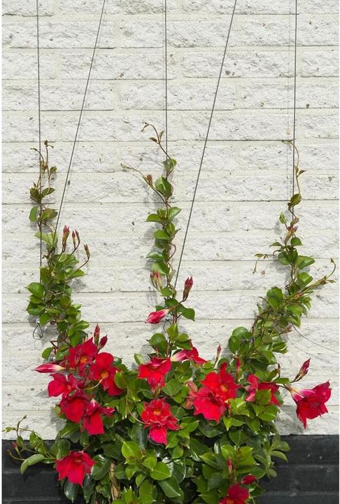 Produktbild Nature Wire trellis kit (1000 cm)