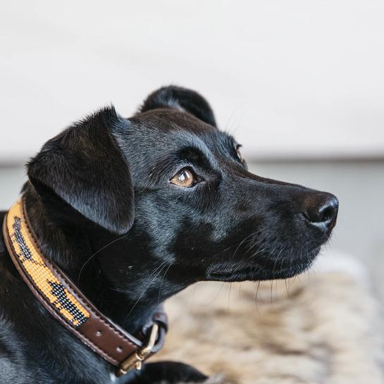 Produktbild Kentucky Dogwear Hundehalsband Handgemacht Pearls (S, Hund)