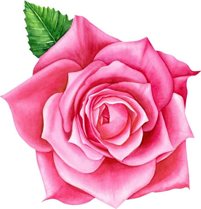 Image du produit Trenddeko Rose rose XXL (58 x 60 cm)