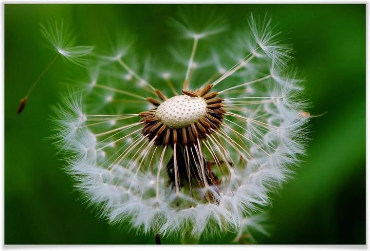 Produktbild Trenddeko Pusteblume im Wind (100 x 70 cm)