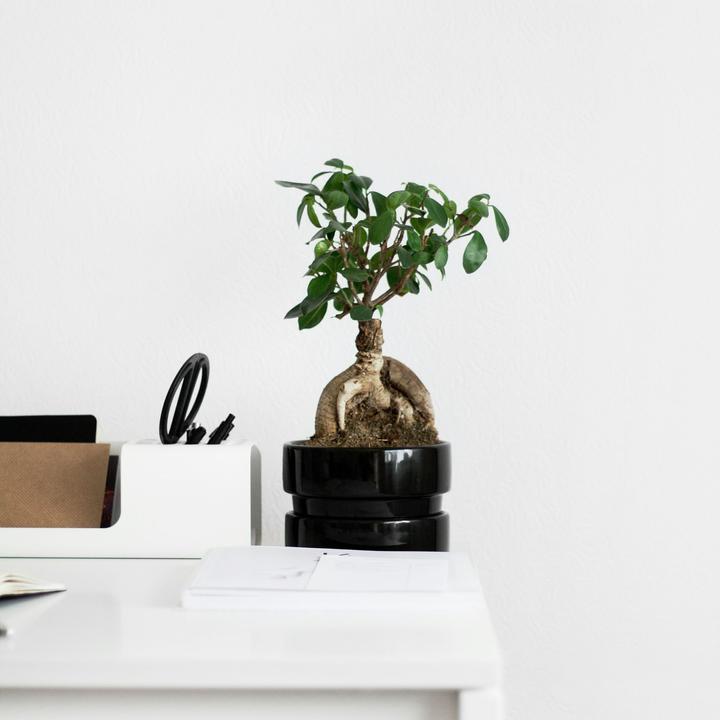 Produktbild Plant in a Box Ficus microcarpa Ginseng - Bonsai (40 cm)