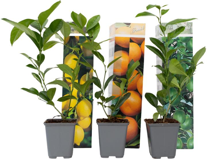Produktbild Plant in a Box Citrus lime, calamondin, limon - 3er Set Citrus pflanzen Mix (25 cm)