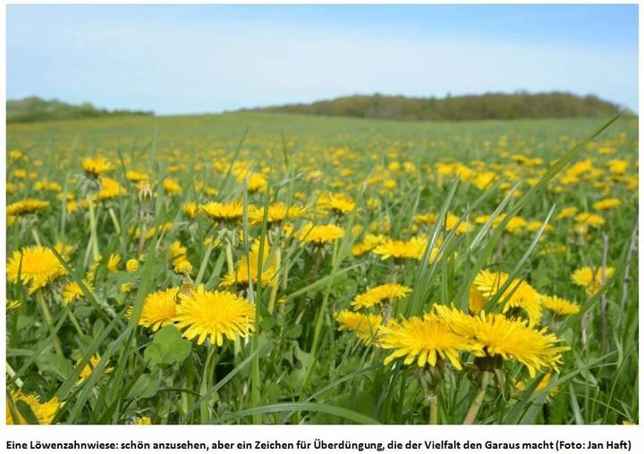 Produktbild Die Wiese (Deutsch, Jan Haft, 2019)