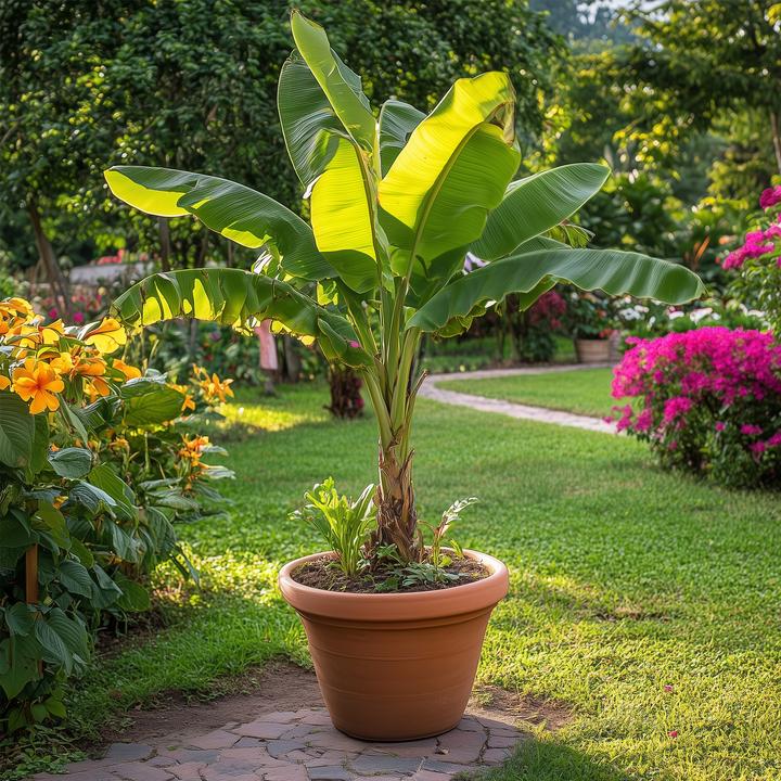 Produktbild Plant in a Box Musa Basjoo - 2er-Set Bananenpflanzen (55 cm)