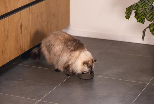 Actual product image Designed by Lotte Noor cat bowl (0.25 l)
