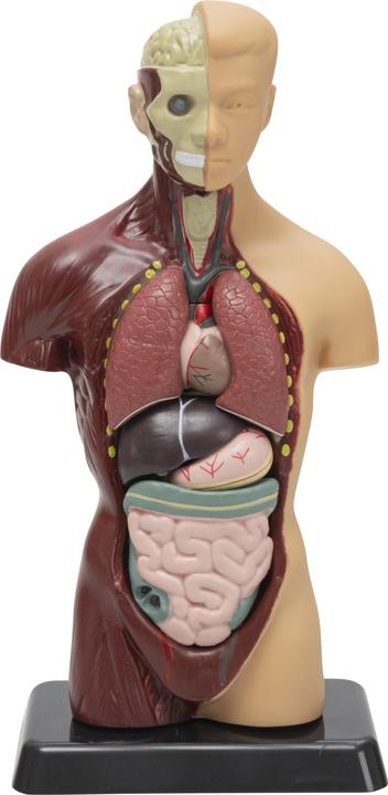 Produktbild Betzold Schülertorso
