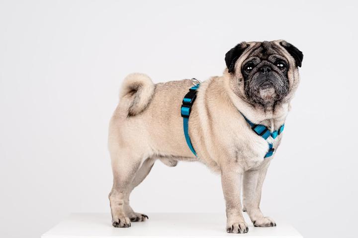Productafbeelding Chaba CH-SNAARBESCHERMER L (P)35-60 (D)50-75X2,5CM ZEE 5080 (L, Hond, Algemeen, Loop)