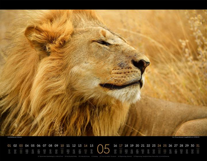 Image du produit Königreich der Katzen Kalender 2026 (54 x 42 cm, Anglais, Français, Allemand)