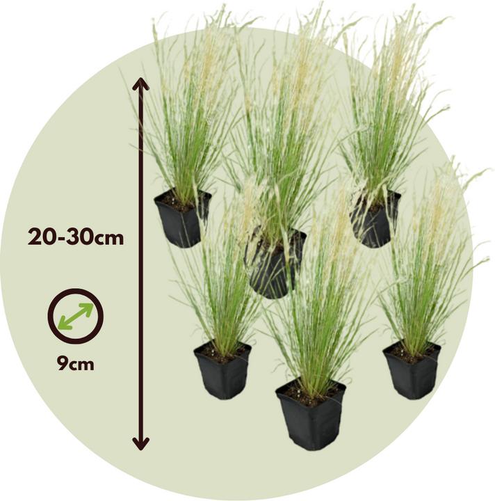 Produktbild Plant in a Box Stipa tenuifolia 'Pony Tails' - 6er Set Zier Federgras (20 cm)