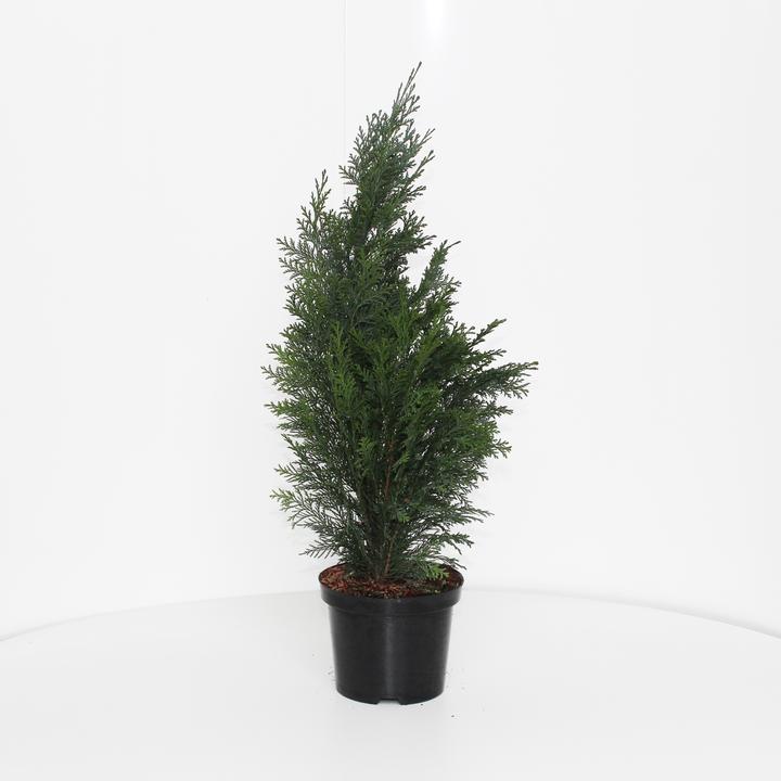 Produktbild Zulauf Scheinzypresse / Chamaecyparis lawsoniana 'Columnaris' (700 cm)
