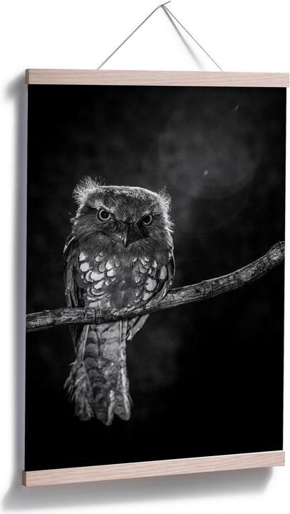 Image du produit Trenddeko Wilianto - Staring Owl (50 x 75 cm)