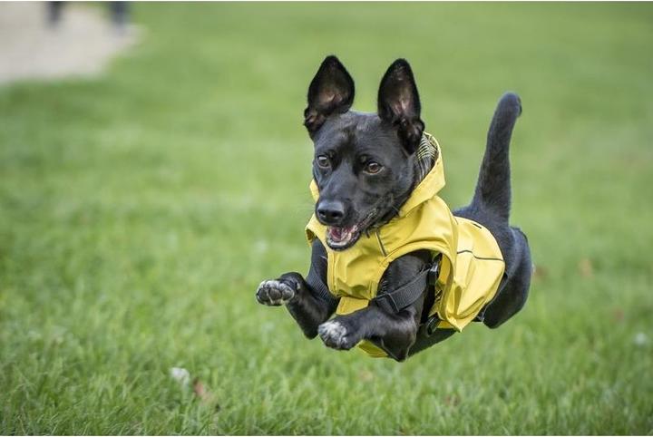 Produktbild Chiara Scotty (XXXXL, Hundemantel)