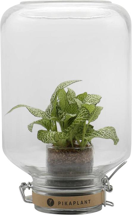 Produktbild Pikaplant Jar Fittonia Mini-Ökosystem Fittonien