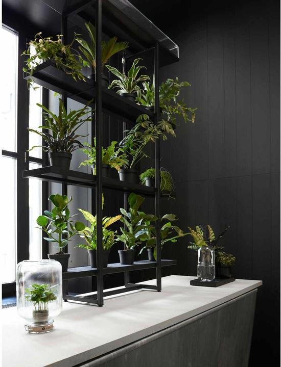 Produktbild Pikaplant Jar Fittonia Mini-Ökosystem Fittonien