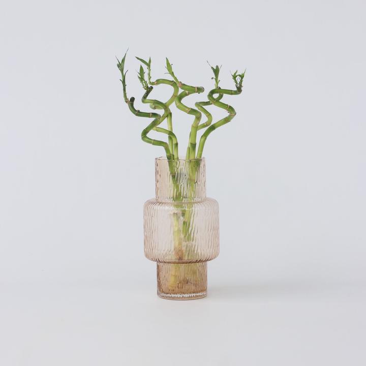 Immagine prodotto Plant in a Box Dracaena sanderiana - Set di 12 Lucky Bamboo (40 cm)