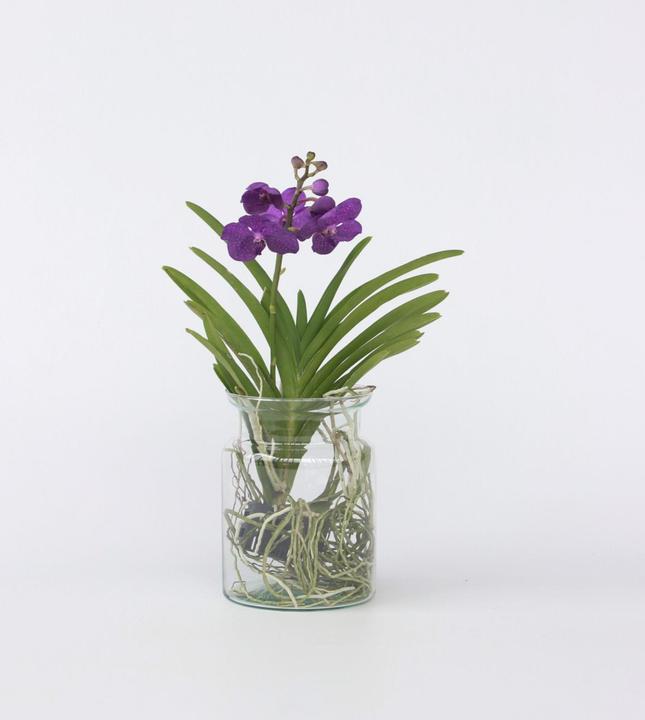 Actual product image Plant in a Box Vanda 'Blue' - Orchid (45 cm)