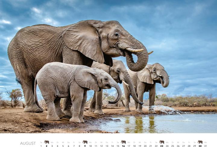 Actual product image Elefanten Kalender 2026 (Hardcover, German)