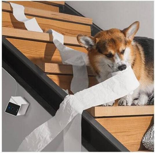 Actual product image Petcube Pet Camera (Catmint toy)