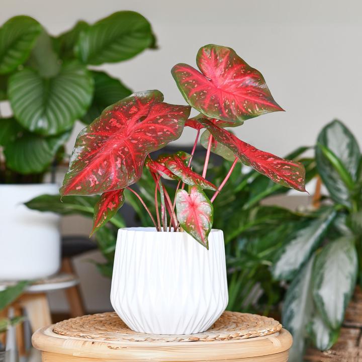 Actual product image Plant in a Box Caladium Postman Joyner - Set of 2 Arum (25 cm)