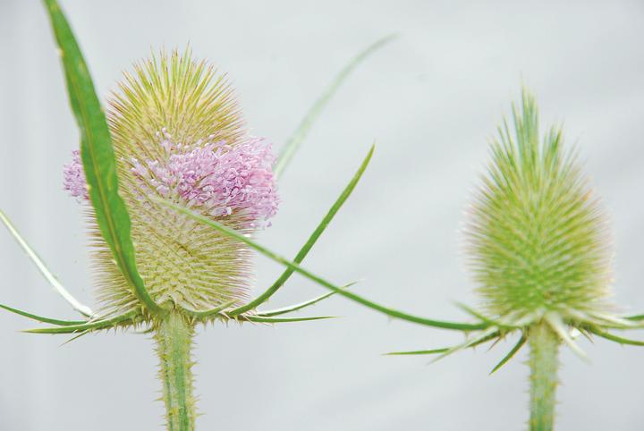 Image du produit Zollinger Bio Carde sauvage (plante sauvage annuelle ou bisannuelle) (Plante bulbeuse)