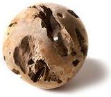 Actual product image Ploss Bullet
