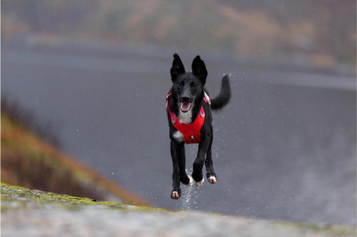 Produktbild Hurtta Geschirr Weekend Warrior ECO (XXL, Hund, Allgemein)