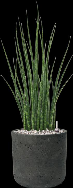Produktbild Mahaloplants Sansevieria Mikado (25 cm)