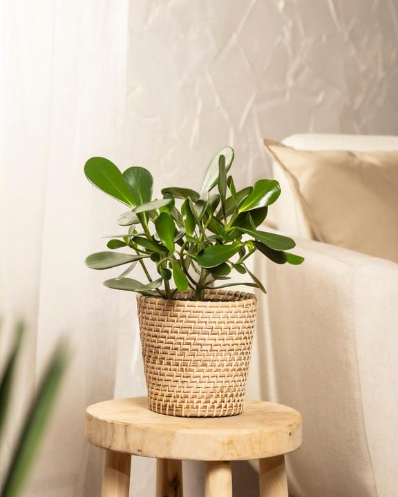 Actual product image feey Clusia rosea 'Princess' (45 cm, Freshly repotted)