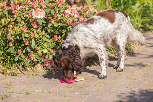 Productafbeelding Beeztees IJs Lik Mat (Kauwspeeltje voor honden)