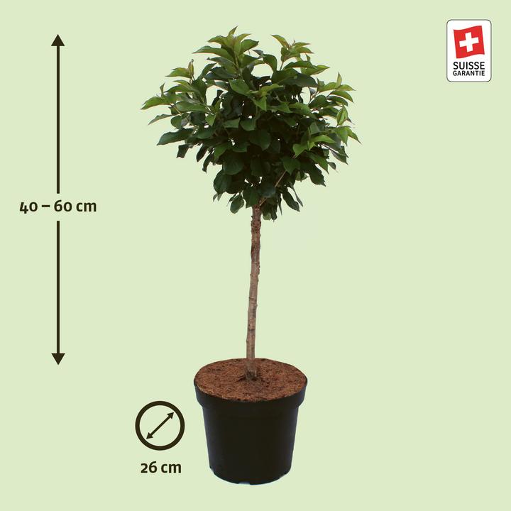 Produktbild Zulauf Zwerg-Kirsche / Prunus 'Gimli' (50 cm)