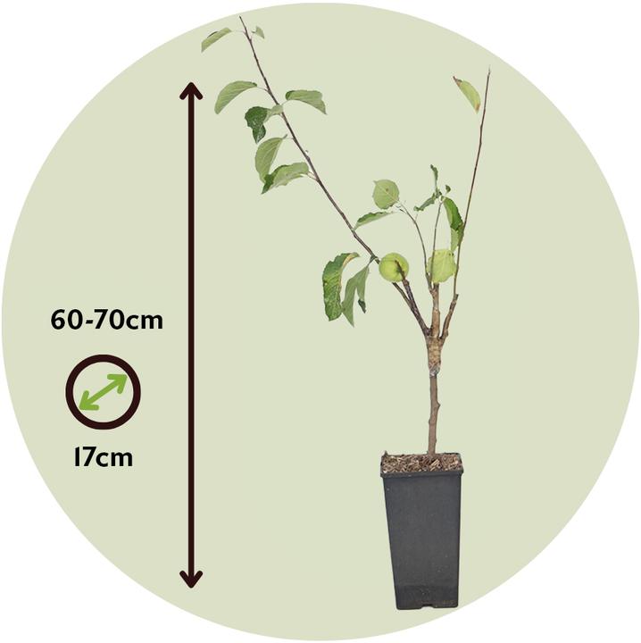 Produktbild Plant in a Box Malus Elstar, Malus Jonagored, Malus Golden Delicious - 2er Set Trio-Apfelbaum (70 cm)