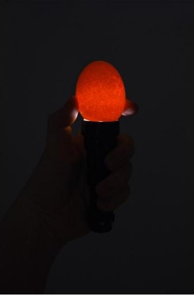 Image du produit Kerbl Lampe à oeufs LED avec batterie 3 W, deux embouts en caoutchouc noir