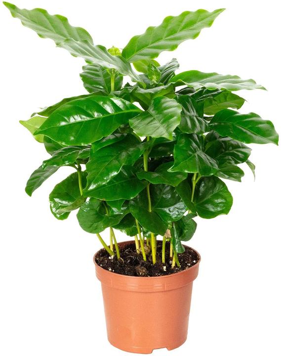 Produktbild Plantlovers Coffea Arabica (Kaffeepflanze) (25 cm, Frisch umgetopft)