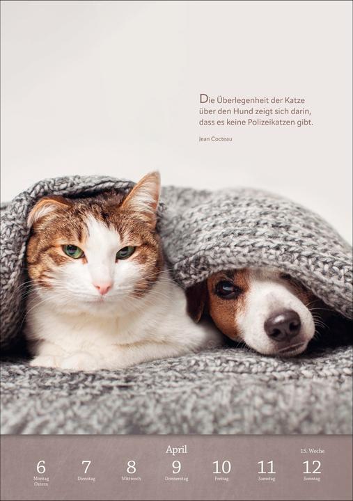 Actual product image Harenberg Literaturkalender Katzen Wochen-Kulturkalender 2026 (German)