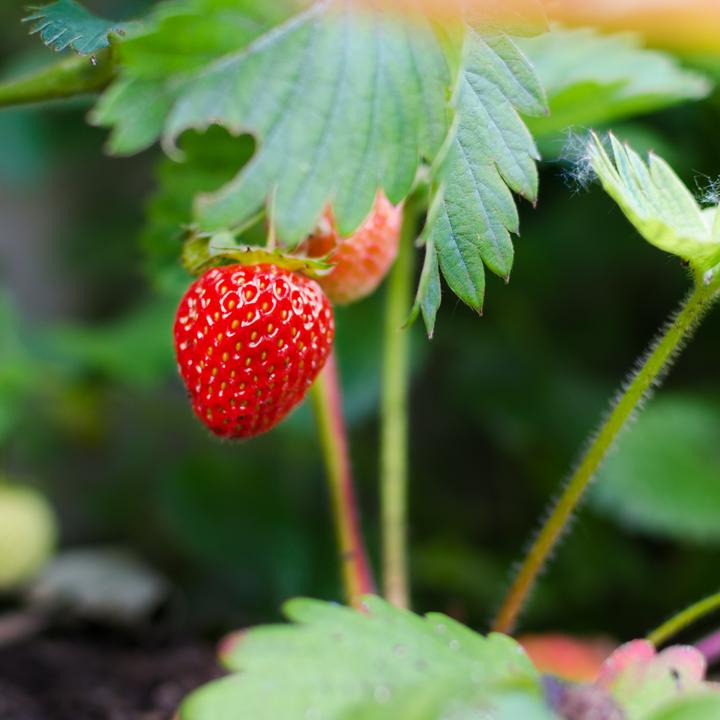Image du produit Plant in a Box Fragaria x ananassa 'Roman' - Lot de 6 plants de fraisiers (15 cm)